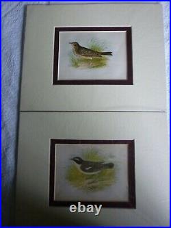 1853 old antique vintage print Eight different Bird pictures by Anne Pratt