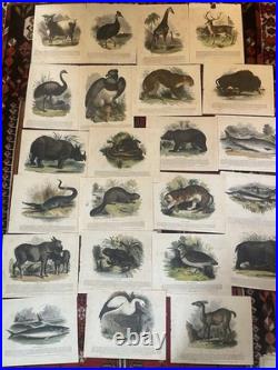 23 Original antique vintage 1840 JOSIAH WHYMPER Animal Fish Bird woodcut prints