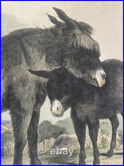 23 Original antique vintage 1840 JOSIAH WHYMPER Animal Fish Bird woodcut prints