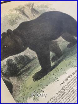 23 Original antique vintage 1840 JOSIAH WHYMPER Animal Fish Bird woodcut prints