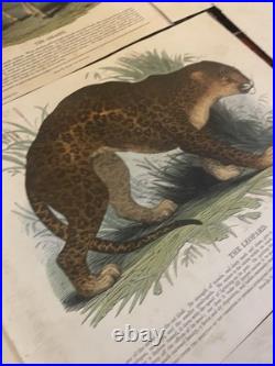 23 Original antique vintage 1840 JOSIAH WHYMPER Animal Fish Bird woodcut prints