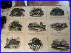 23 Original antique vintage 1840 JOSIAH WHYMPER Animal Fish Bird woodcut prints