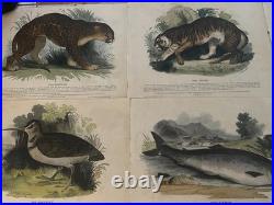 23 Original antique vintage 1840 JOSIAH WHYMPER Animal Fish Bird woodcut prints