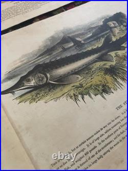 23 Original antique vintage 1840 JOSIAH WHYMPER Animal Fish Bird woodcut prints
