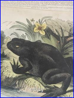 23 Original antique vintage 1840 JOSIAH WHYMPER Animal Fish Bird woodcut prints