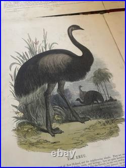 23 Original antique vintage 1840 JOSIAH WHYMPER Animal Fish Bird woodcut prints