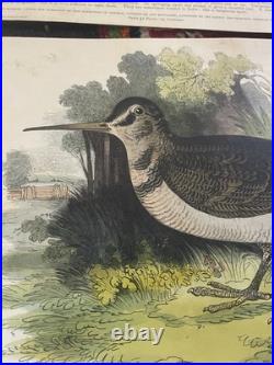 23 Original antique vintage 1840 JOSIAH WHYMPER Animal Fish Bird woodcut prints