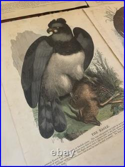 23 Original antique vintage 1840 JOSIAH WHYMPER Animal Fish Bird woodcut prints