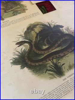 23 Original antique vintage 1840 JOSIAH WHYMPER Animal Fish Bird woodcut prints