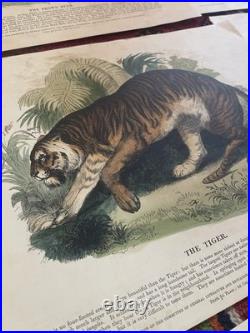 23 Original antique vintage 1840 JOSIAH WHYMPER Animal Fish Bird woodcut prints