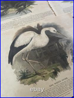 23 Original antique vintage 1840 JOSIAH WHYMPER Animal Fish Bird woodcut prints