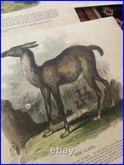 23 Original antique vintage 1840 JOSIAH WHYMPER Animal Fish Bird woodcut prints