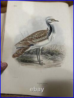 Antique Vintage Rare Bird Prints, Birds Of Europe H. E. Dresser 1871, Volume 7