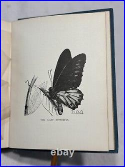 Birds & Butterflies M. G. Musgrave 1889 Antique Hardcover Gilded Edges