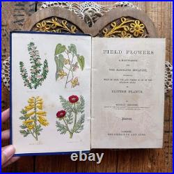 Field Flowers by Shirley Hibberd antique vintage book