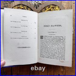 Field Flowers by Shirley Hibberd antique vintage book
