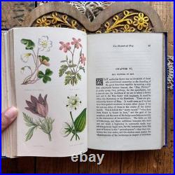 Field Flowers by Shirley Hibberd antique vintage book