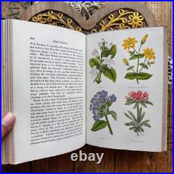 Field Flowers by Shirley Hibberd antique vintage book