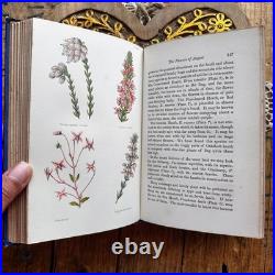 Field Flowers by Shirley Hibberd antique vintage book