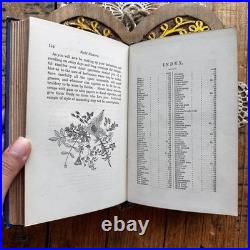 Field Flowers by Shirley Hibberd antique vintage book