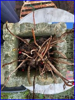 Pair Of English Garden Stone Planters With Classic scalloped rim, acanthus detai