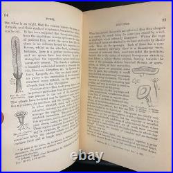Rare Antique Vintage Decorative Science Book 1883 Fungi Appleton Co ISS