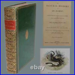 Vintage Antique The Natural History of Selborne Reverend Gilbert White