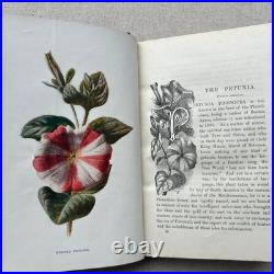 Vintage Botanical Art Book, Garden Flowers, Antique English Illustrated Vintage Botanical Art Book, Garden Flowers, Antique English Illustrated