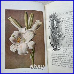 Vintage Botanical Art Book, Garden Flowers, Antique English Illustrated