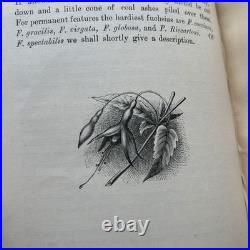 Vintage Botanical Art Book, Garden Flowers, Antique English Illustrated