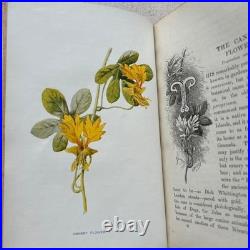 Vintage Botanical Art Book, Garden Flowers, Antique English Illustrated