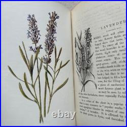 Vintage Botanical Art Book, Garden Flowers, Antique English Illustrated
