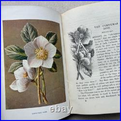 Vintage Botanical Art Book, Garden Flowers, Antique English Illustrated
