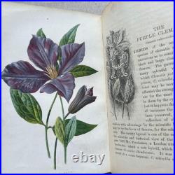 Vintage Botanical Art Book, Garden Flowers, Antique English Illustrated