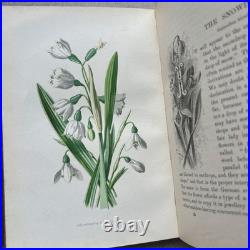 Vintage Botanical Art Book, Garden Flowers, Antique English Illustrated