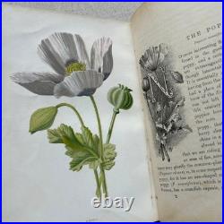 Vintage Botanical Art Book, Garden Flowers, Antique English Illustrated Vintage Botanical Art Book, Garden Flowers, Antique English Illustrated