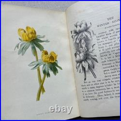 Vintage Botanical Art Book, Garden Flowers, Antique English Illustrated
