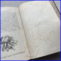 Vintage Botanical Art Book, Garden Flowers, Antique English Illustrated