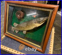Vintage Real Taxidermy Pike in Case with Antique Fishing Reel, English wall hang