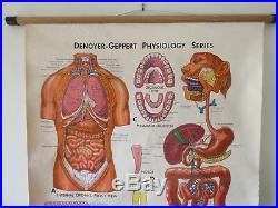 Vintage Roll Down Medical School Anatomy Chart Of Digestion English Denoyer USA